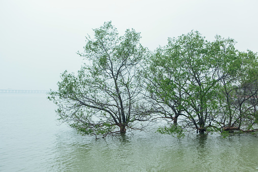 The water in the sea submerged the branches