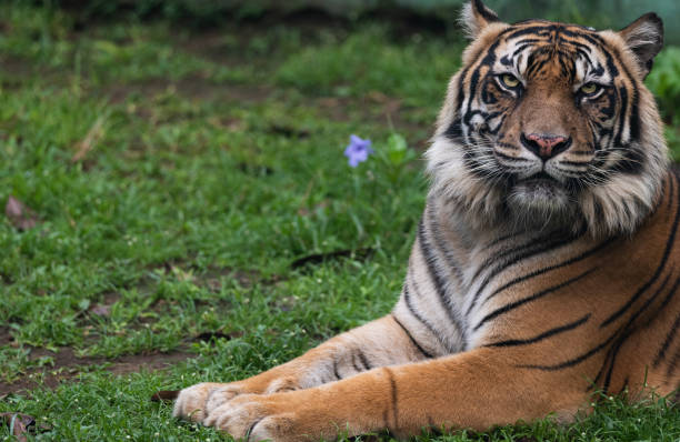 istock Posing Adult Female Sumatran Tiger 1488068843