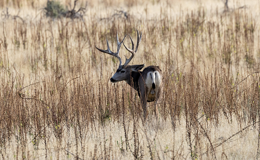 Mule deer Buck standing in a field of weeds.