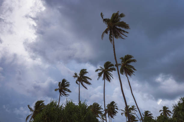 istock Tropical Palms Against a Dark and Stormy Evening Sky 1488070722