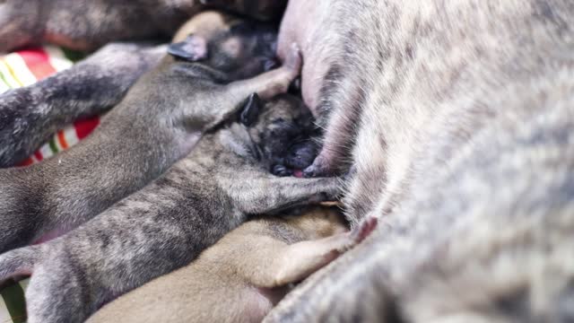 French Bulldog breastfeeding puppies 4 days old