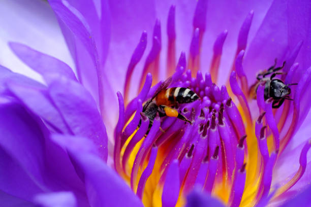 istock beautiful purple lotus 1488071278