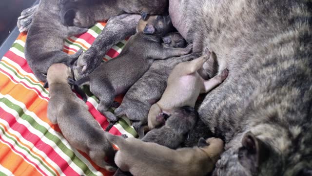 French Bulldog breastfeeding puppies 4 days old