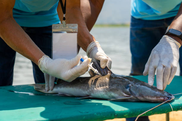 istock professional volunteer biologist holding a syringe containing microchip to inject into the fish's body 1488071874