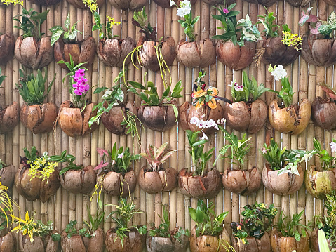 Natural Bamboo Coconut Pot Tropical Flower Wall Background