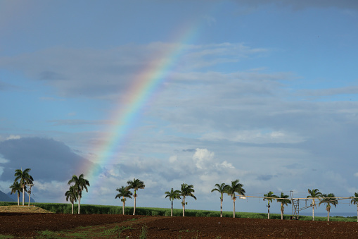 Bambous, Mauritius - May 06, 2023: Rainbow and Palm Tree Avenue in Bambous in the West of Mauritius.