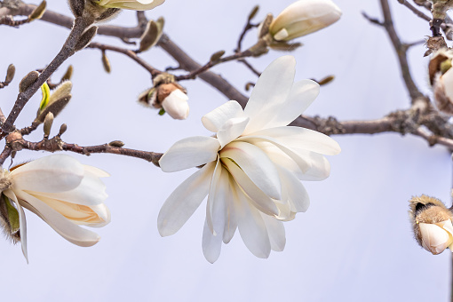 A delicate spread of pure white star magnolia blossom in early spring. Selective focus using an 85mm Canon lens.