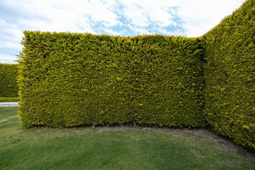 Green Leaves Plant Vertical Garden Wall