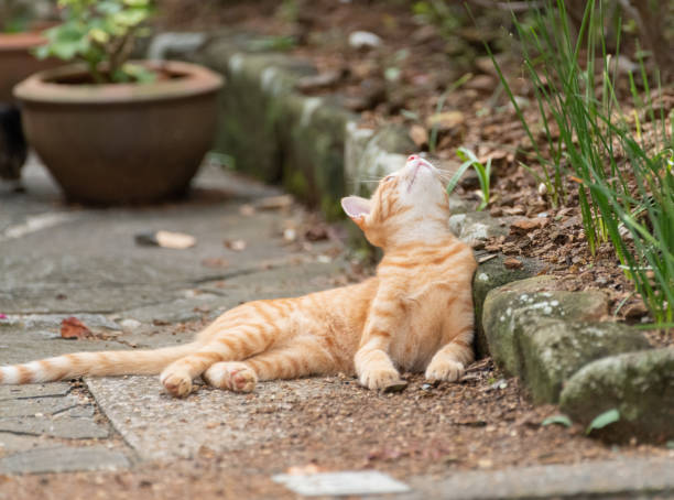 istock Cat worried about the top Brown tabby cat 1488074262