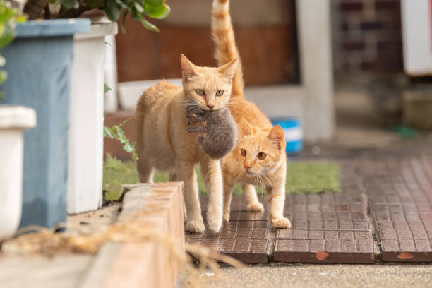 istock cat walking with a kitten in its mouth 1488074277