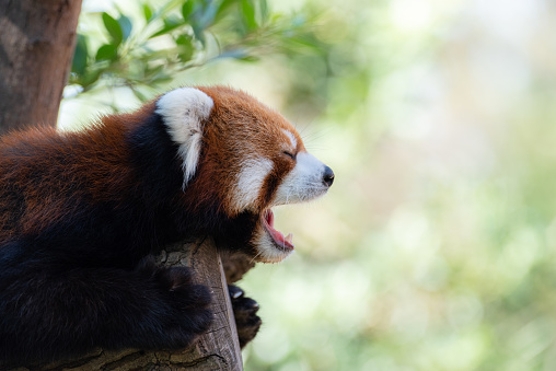 Yawning red panda