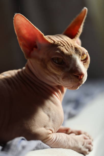 istock naked cat playing on the bed 1488074871