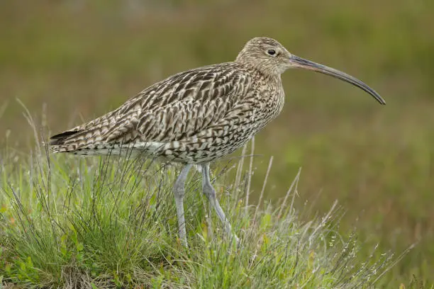 Curlew in Summertime.  Scientific name: Numenius arquata.  Close up of a adult Curlew facing right on managed moorland in the Yorkshire Dales UK. Clean background.  Copy space.