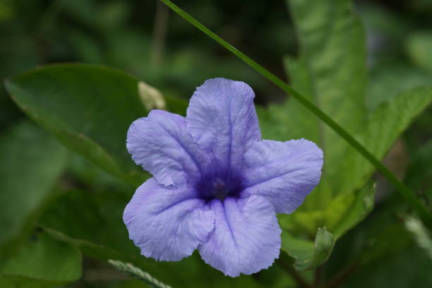 istock Purple Flower Ruellia Tuberosa 1488076777
