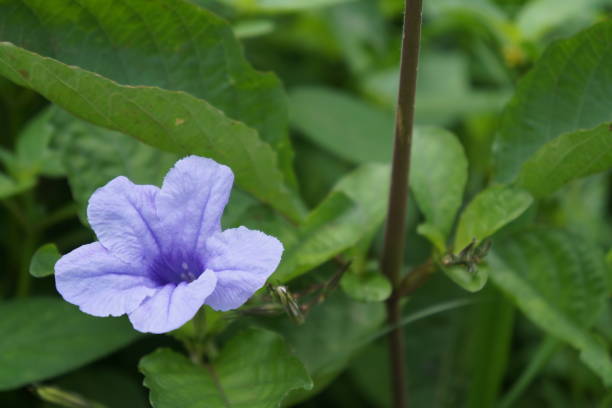 istock Purple Flower Ruellia Tuberosa 1488076814