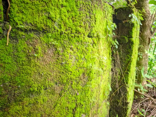 istock part of the brick wall filled with green moss 1488076980