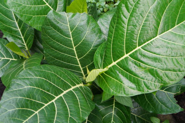 istock Awar awar leaf or Ficus Spetica 1488077258