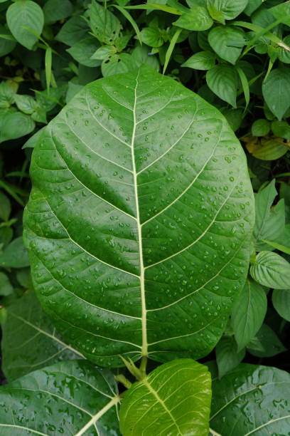 istock Awar awar leaf or Ficus Septica leaf 1488077266