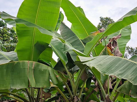 a banana tree that grows big and thrives in the tropical climate of Bangka Belitung - Southeast Asia