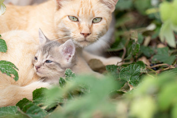 istock cat parent and child 1488078380