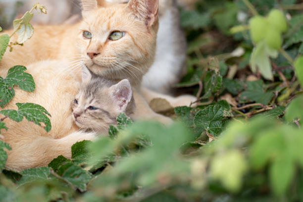 istock cat parent and child 1488078398