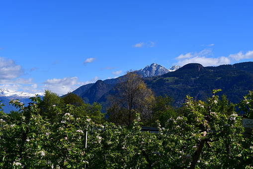 Schöne Landschaft mit Apfelbäumen und Bergen bei Tisens in Südtirol