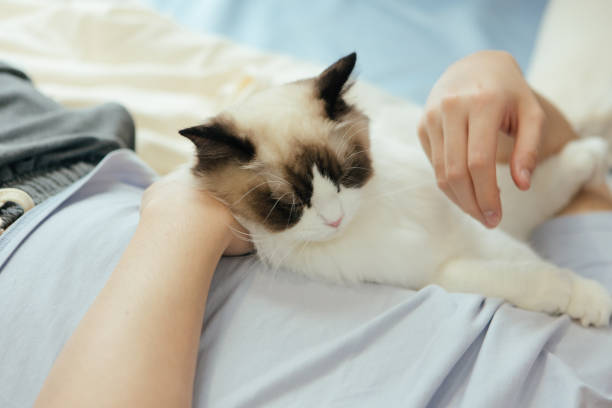 istock A solitary man keeps a Brador cat and enjoys life at home - harmonious coexistence between humans and animals, healthy lifestyle 1488080719
