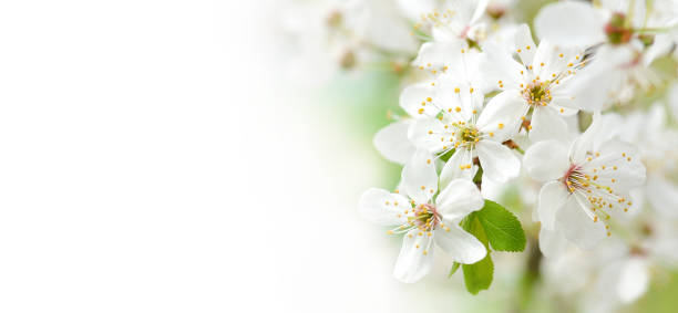 istock Beautiful branches of blossoming cherries. Beautiful abstract spring background. 1488080801