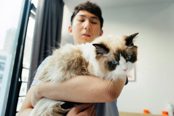 istock A solitary man keeps a Brador cat and enjoys life at home - harmonious coexistence between humans and animals, healthy lifestyle 1488080882
