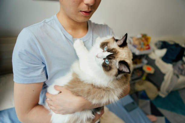 istock A solitary man keeps a Brador cat and enjoys life at home - harmonious coexistence between humans and animals, healthy lifestyle 1488080966
