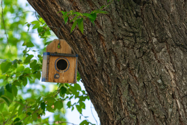 istock wooden birdhouse hanging from a tree top 1488082791