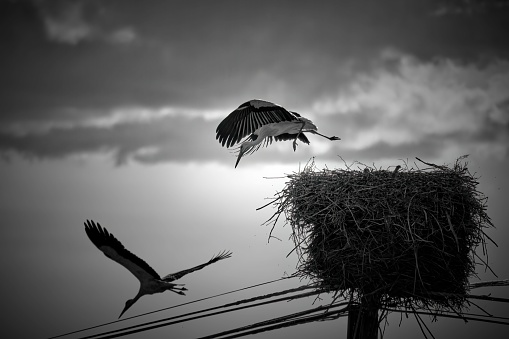 Pair of storks leaving the nest in search of food for their young.