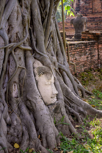 istock Buddha head in strangler fig roots at Wat Mahathat, Ayutthaya 1488083966