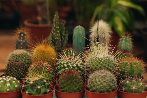 Stacked pots cactuses fill a small greenhouse with vibrant greenery.