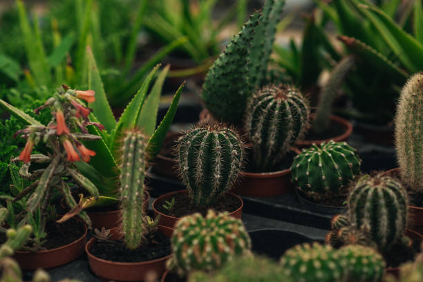 A lush assortment of succulent plants and cactuses in stacked pots add a touch of natural beauty to any indoor space.