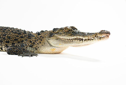 Salt water crocodile in the studio white background