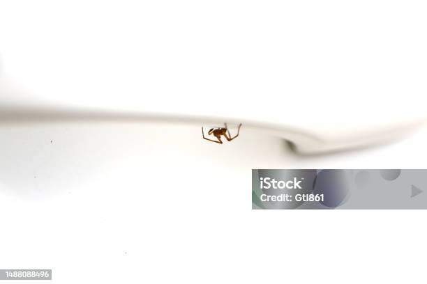 European Garden Spider Stock Photo - Download Image Now - Animal, Animal Body Part, Animal Leg