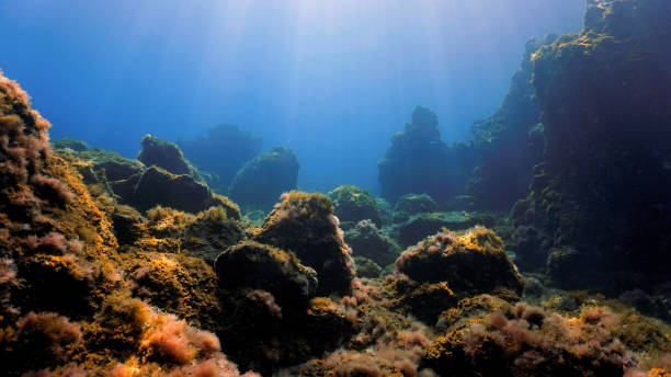 istock Rays of sunlight over a underwater landscape 1488088562