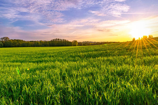 istock Green spring sown field and sunset sky 1488088704