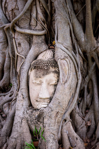 istock Buddha head in strangler fig roots at Wat Mahathat, Ayutthaya 1488089034