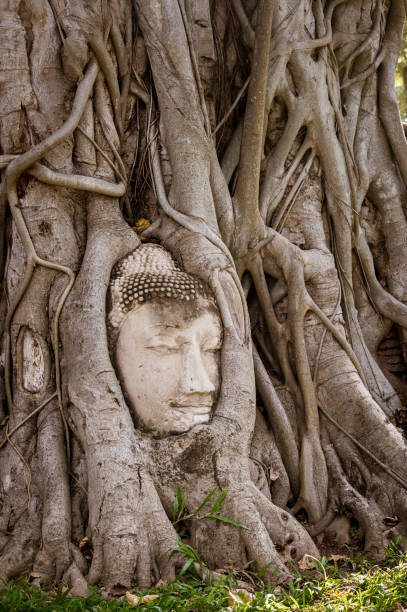 Head of a Buddha statue entwined with a strangler fig in Wat Mahatat, former royal city of Ayutthaya, Ayutthaya Historical Park, Thailand, Southeast Asia, UNESCO World Heritage