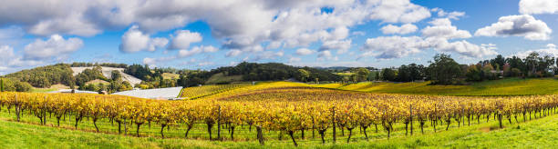 beautiful autumn vineyards in adelaide hills - australian culture scenics australia panoramic imagens e fotografias de stock