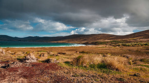 carcass island needles point natural coast falklandy - saunders island zdjęcia i obrazy z banku zdjęć