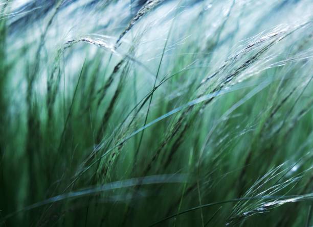 istock A blade of grass in the wind 1488093063