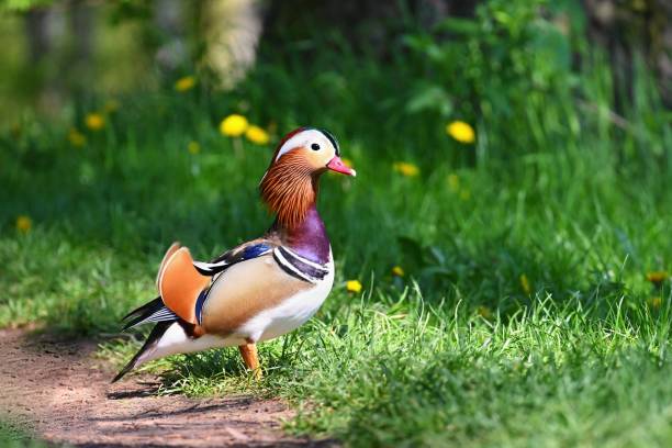 piękne kaczki mandarynki. zwierzęta na wolności. naturalne kolorowe tło. - duck pond mandarin red zdjęcia i obrazy z banku zdjęć