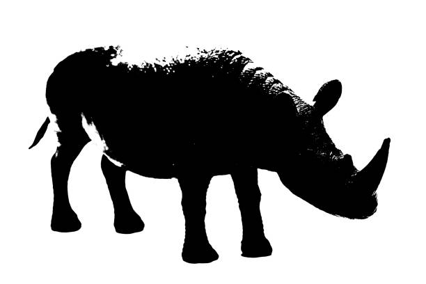 silhouette of rhinoceros model stand isolated on white background
