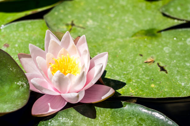 istock Pink water lily in the pond 1488094601