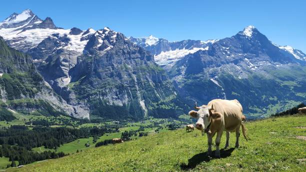 istock Cow on top of mountain with Alps as background 1488095154