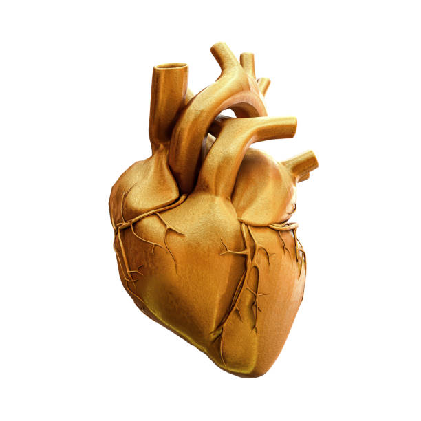 istock human heart isolated on white background 1488095284