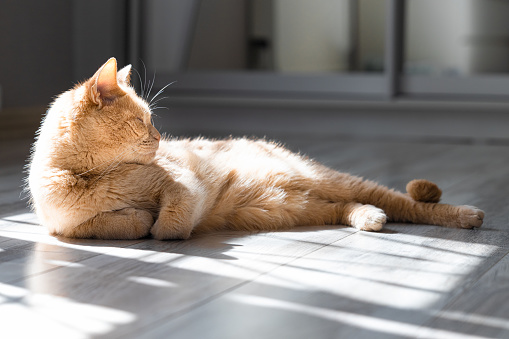 domestic cat basking in the sun lying on the floor. cat basking in the sun. High quality photo